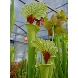 S.x Moorei -- Wilkerson moorei clone 1, Bay Co. FL (W) Brooks Garcia 2006(H155,MK)-Sarracenia x Moorei