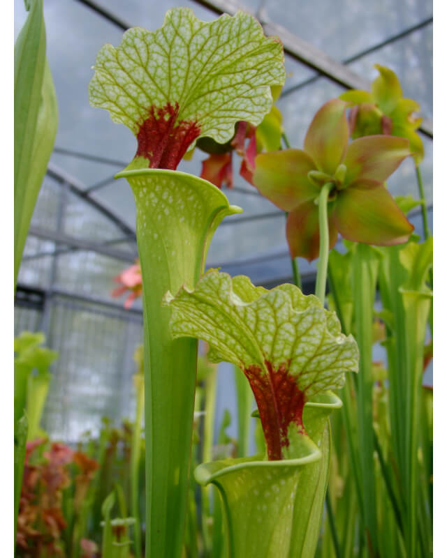 S.x Moorei -- Wilkerson moorei clone 1, Bay Co. FL (W) Brooks Garcia 2006(H155,MK)-Sarracenia x Moorei