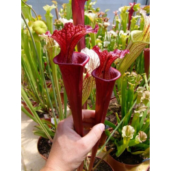 SXM48 S.x Moorei -- S. flava rubricorpora x leucophylla (“Doppelgänger”)-Sarracenia x Moorei