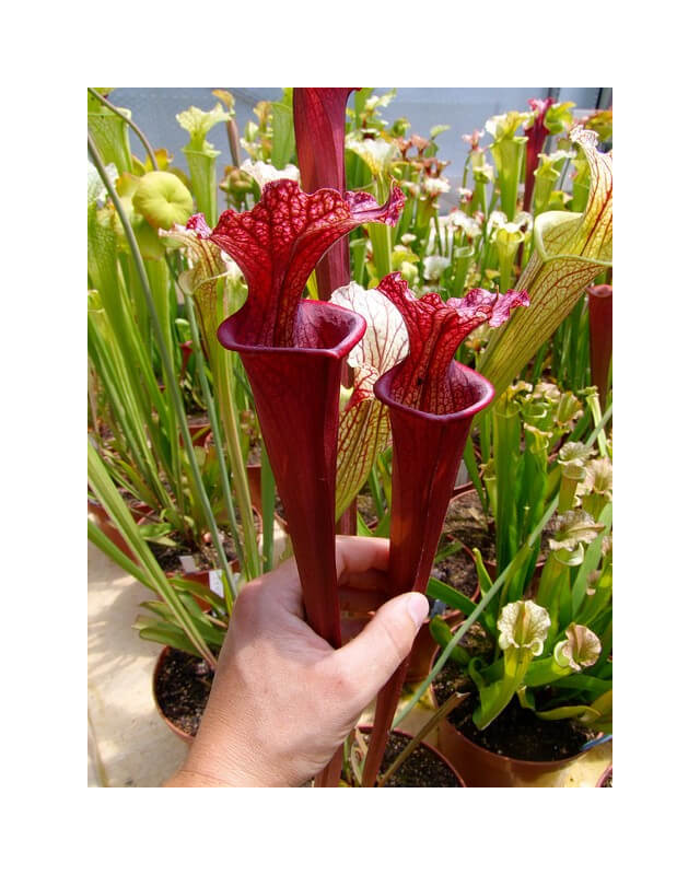 S.x Moorei -- S. flava rubricorpora x leucophylla (“Doppelgänger”)-Sarracenia x Moorei