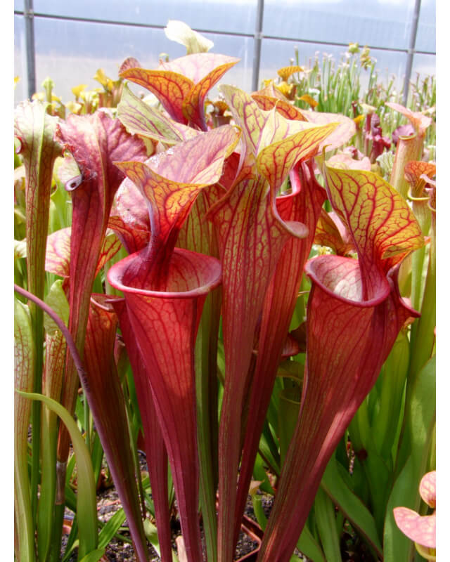 S.oreophila x S. flava var. atropurpurea