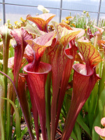 S.oreophila x S. flava var. atropurpurea