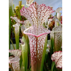 Sarracenia leucophylla -- pink and purple pitchers, vigorous and tall plant-Sarracenia leucophylla