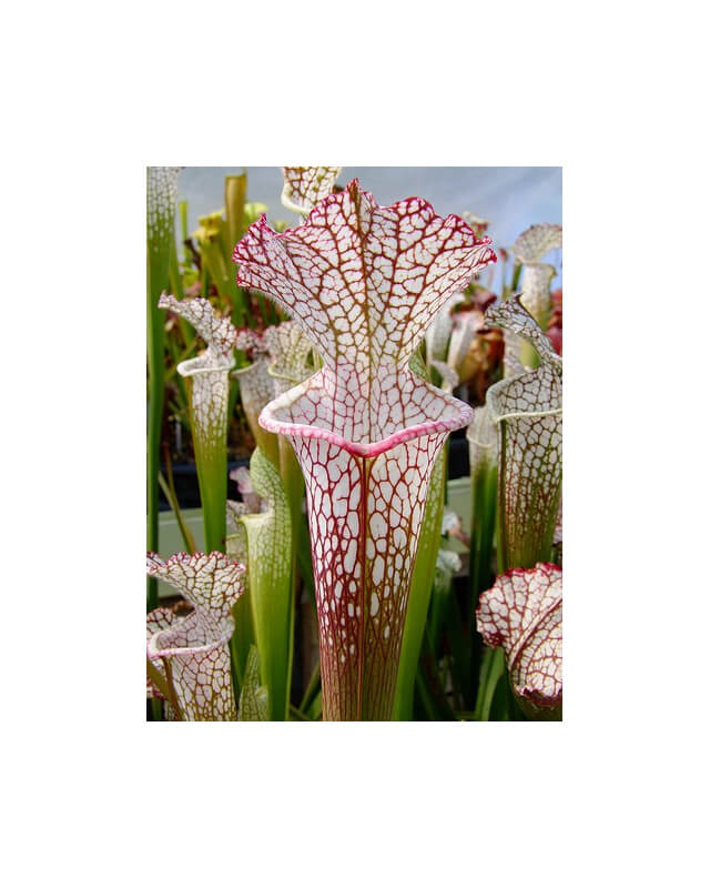 Sarracenia leucophylla -- pink and purple pitchers, vigorous and tall plant-Sarracenia leucophylla