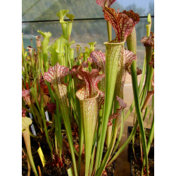 Sarracenia 'Atlas 5'-Sarracenia x Moorei
