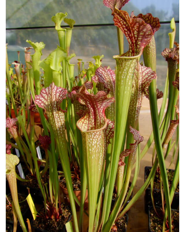 S.x Moorei -- (H83,MK)-Sarracenia x Moorei