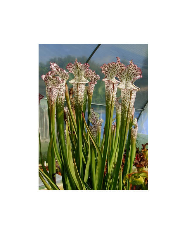 S. leucophylla -- pink and purple pitchers, vigorous and tall plant
