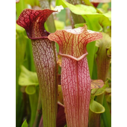 S.'Black Widow' (alata “black throat” x flava rubricorpora)-Sarracenia hybrides