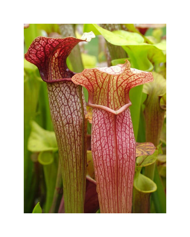 Sarracenia x areolata,Very collorful clone, snowwhite flower (Hans Luhrs), Rogier van Loenen SH07-Sarracenia hybrides