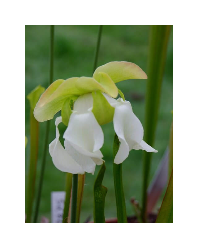 S. x areolata,Very collorful clone, snowwhite flower (Hans Luhrs), Rogier van Loenen SH07