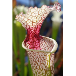 S.x Moorei -- `Marston Select` (H8,Mike king)-Sarracenia x Moorei