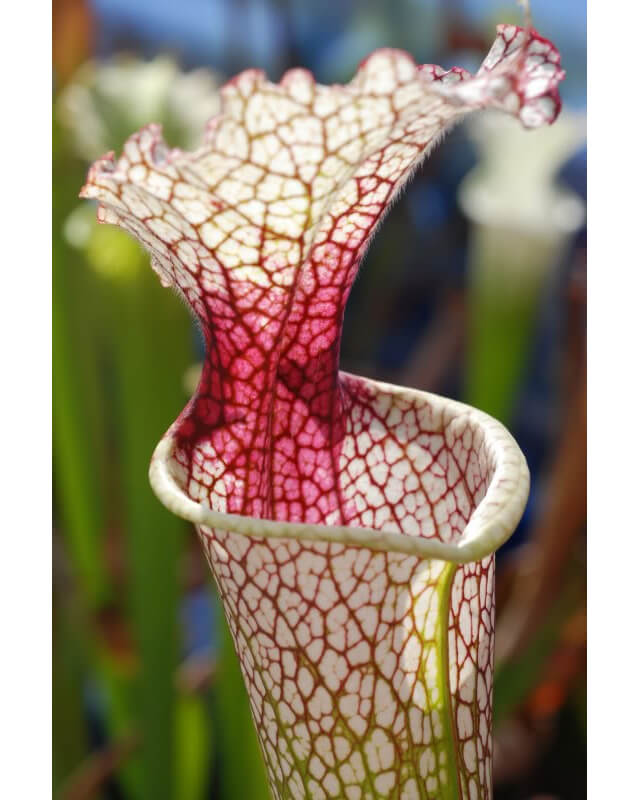 Sarracenia x Moorei -- "Conecuh, Covington Co. AL-Sarracenia x Moorei