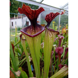 S.x Moorei -- Green tube, red lid-Sarracenia x Moorei