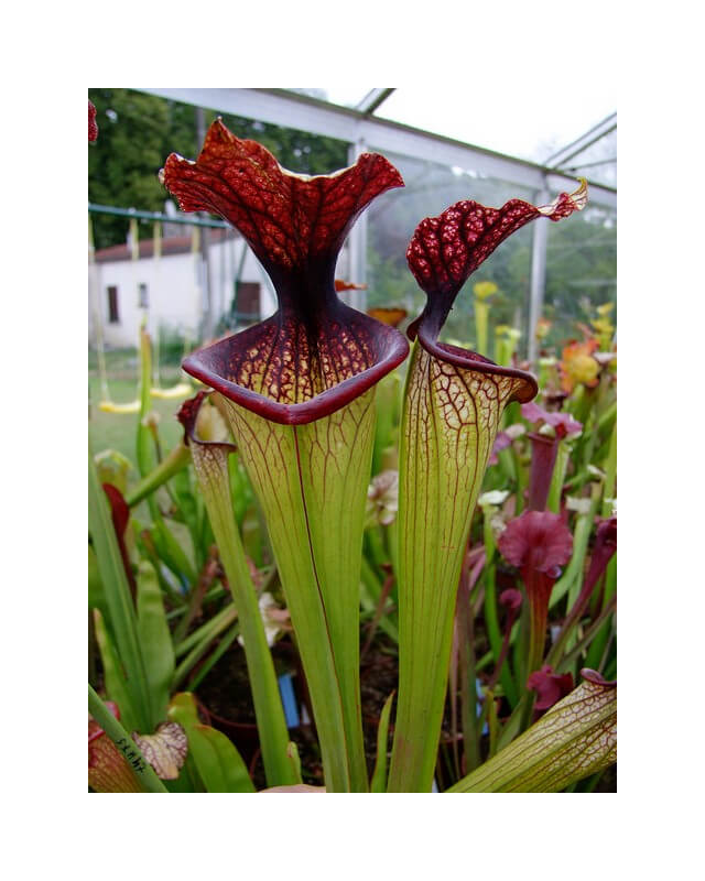 S.x Moorei -- 'Esme Cowlard', (H192,MK)-Sarracenia x Moorei
