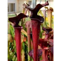 Sarracenia 'Dave'-Sarracenia hybrides