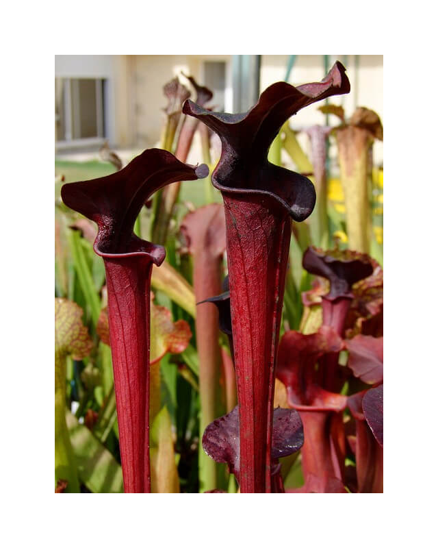 S.'Black Widow' (alata “black throat” x flava rubricorpora)-Sarracenia hybrides