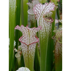 S. leucophylla -- citronelle, AL, Pubescent-Sarracenia leucophylla