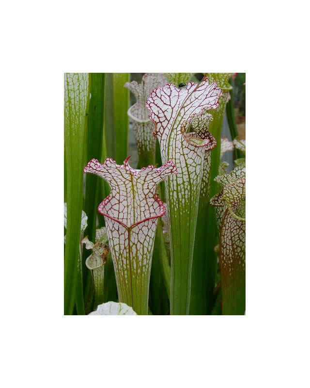 S. leucophylla -- citronelle, AL, Pubescent-Sarracenia leucophylla