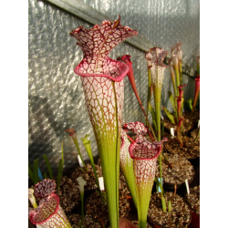 S. leucophylla -- Giant, pink lip-Sarracenia leucophylla