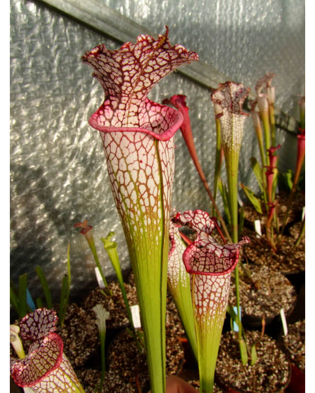 S. leucophylla -- Giant, pink lip-Sarracenia leucophylla