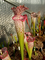 S. leucophylla -- Green and white tube
