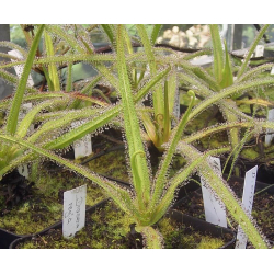Drosera regia-Drosera tropicaux et subtropicaux
