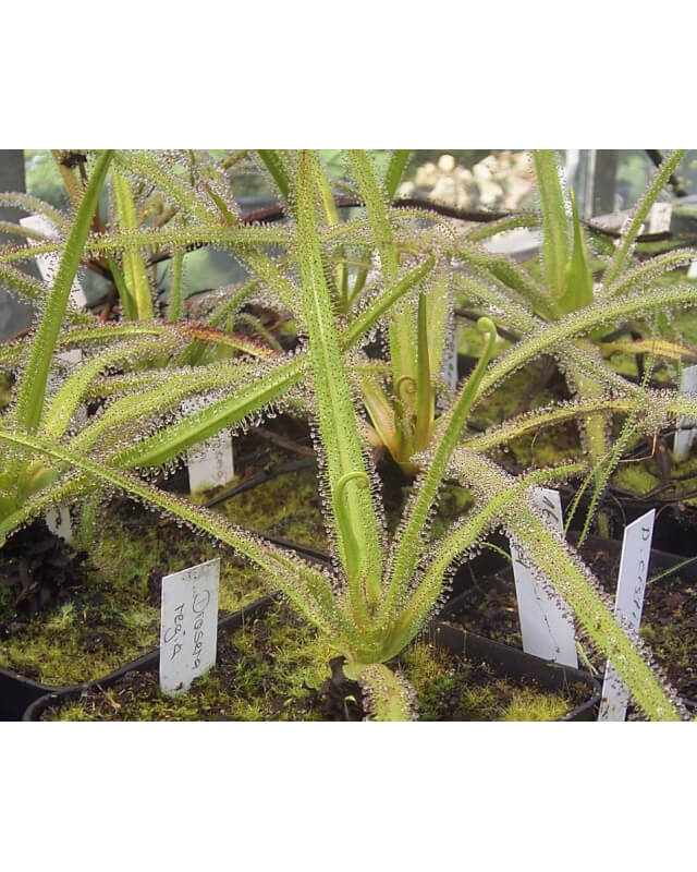 Drosera regia-Drosera tropicaux et subtropicaux