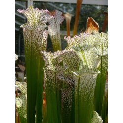 S. leucophylla -- deer park-Sarracenia leucophylla