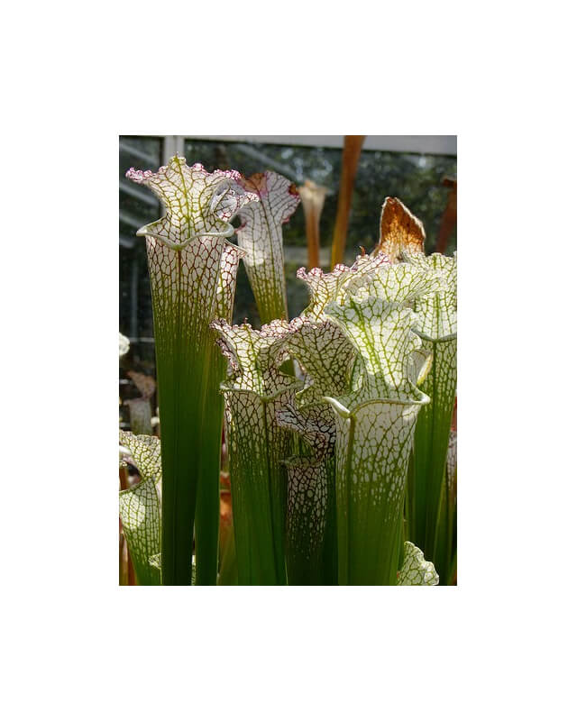 S. leucophylla -- deer park-Sarracenia leucophylla