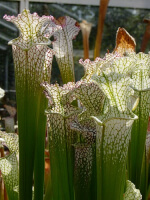 S. leucophylla -- deer park