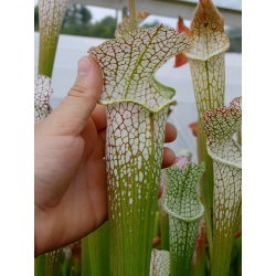 S. leucophylla -- blackwater, grown from wild seed-Sarracenia leucophylla