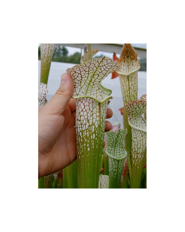 S. leucophylla -- blackwater, grown from wild seed-Sarracenia leucophylla