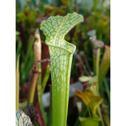 Sarracenia leucophylla -- Green,anthocyanin free Bill Scholl(L46A,MK)-Sarracenia leucophylla