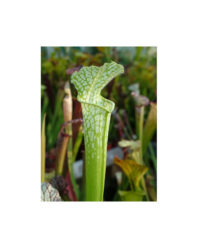 Sarracenia leucophylla -- Green,anthocyanin free Bill Scholl(L46A,MK)-Sarracenia leucophylla