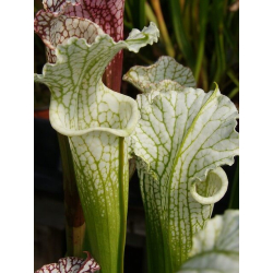 Sarracenia leucophylla -- schnell's Ghost, White Top Yellow Flower-Sarracenia leucophylla