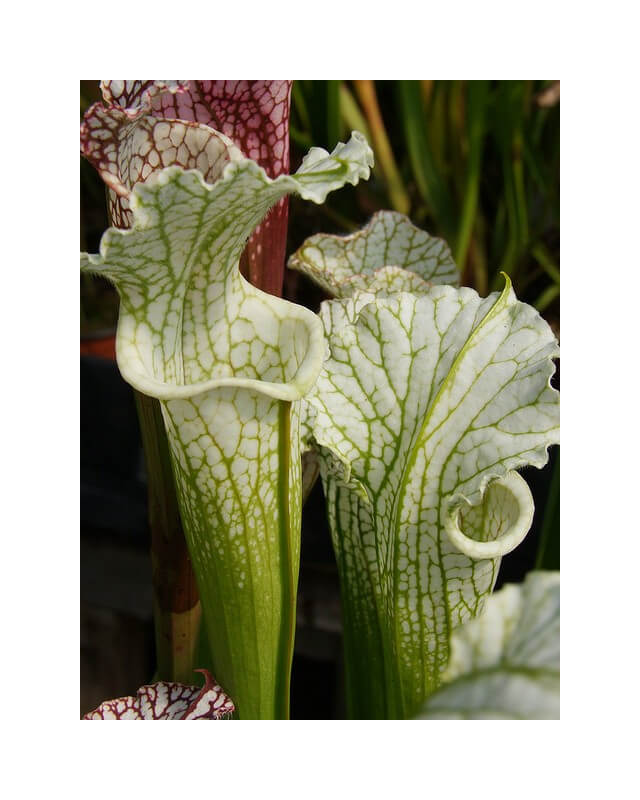 Sarracenia leucophylla -- schnell's Ghost, White Top Yellow Flower-Sarracenia leucophylla