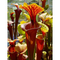 Sarracenia flava var. rubricorpora -- old german clone-var. rubricorpora