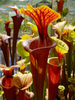 Sarracenia flava var. rubricorpora -- Red patch throat