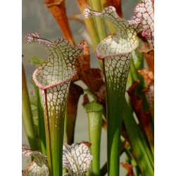 Sarracenia leucophylla -- A1-Sarracenia leucophylla