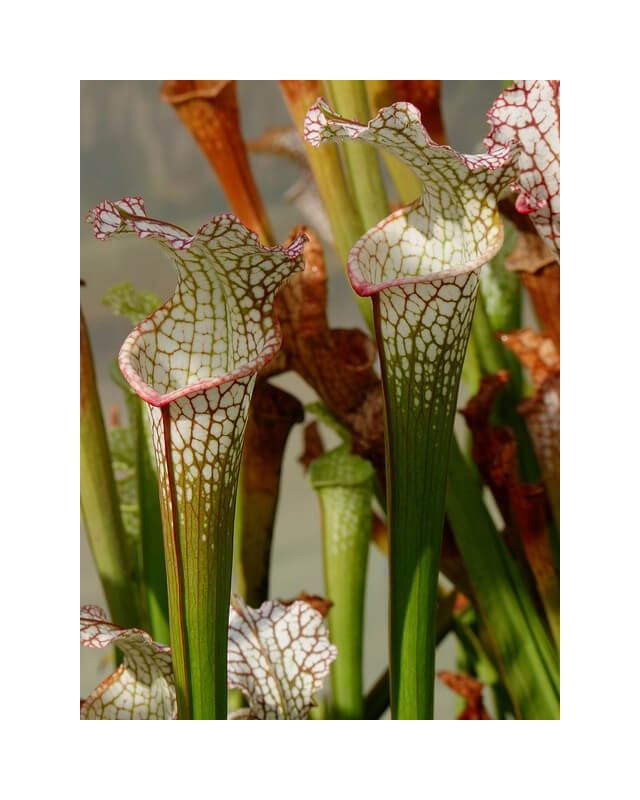 Sarracenia leucophylla -- A1-Sarracenia leucophylla