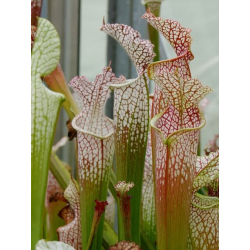 Sarracenia leucophylla -- red stripe throat-Sarracenia leucophylla