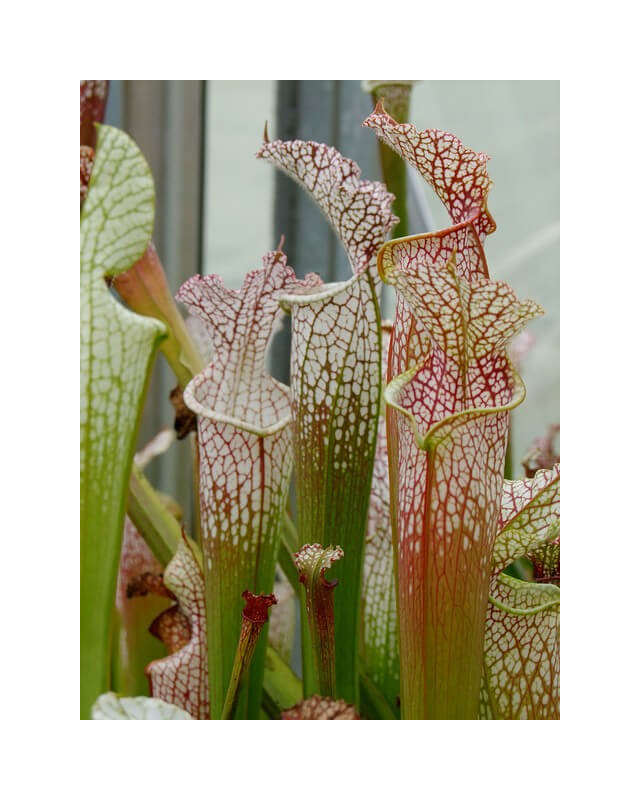 Sarracenia leucophylla -- Hosford-Sarracenia leucophylla