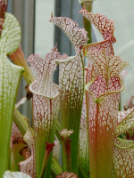 Sarracenia leucophylla -- Hosford