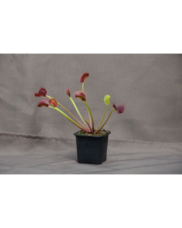 Dionaea ''spider''