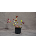 Dionaea ''spider''