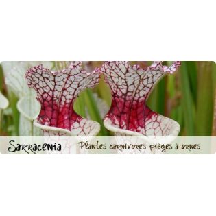 Achat Sarracenia : Vente de Plantes Carnivores d'Exception