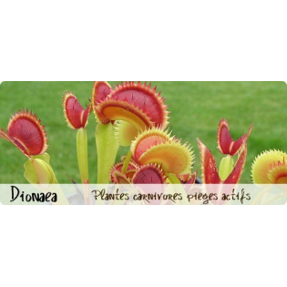 Dionaea