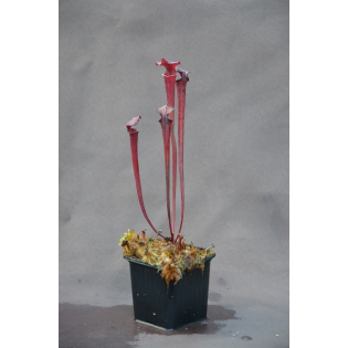Hybrides de Sarracenia : plantes carnivores d’exception signées Cédric Carnivore