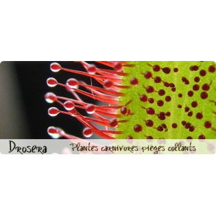 drosera