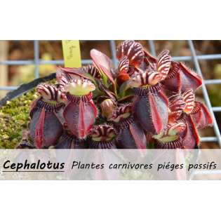 Cephalotus